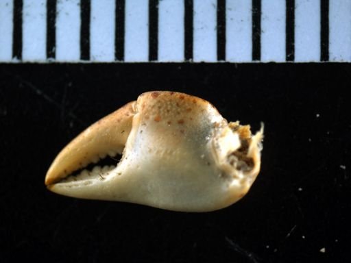 Hemigrapsus sanguineus