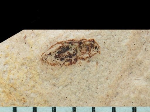 undet. Coleoptera