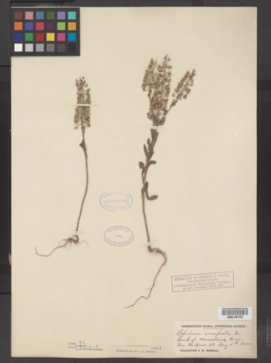 Lepidium campestre