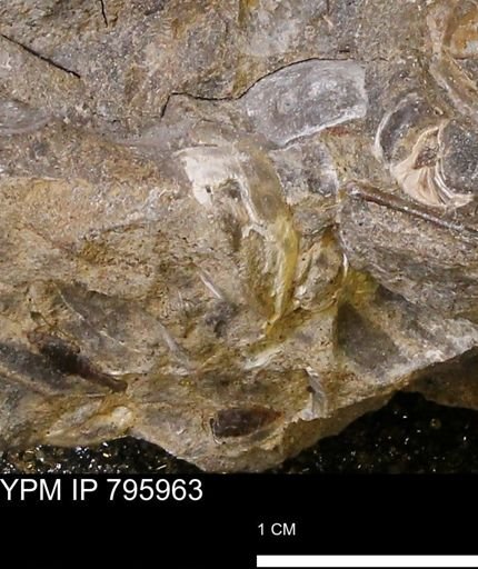 undet. Bivalvia