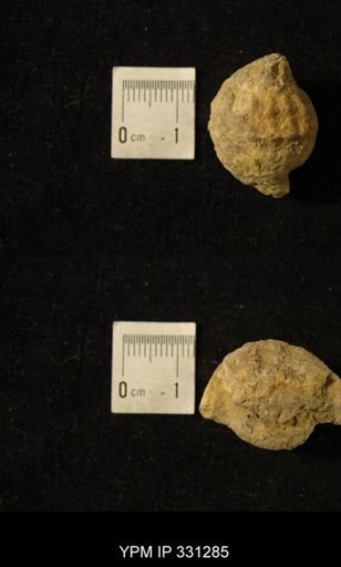 Pharkidonotus percarinatus
