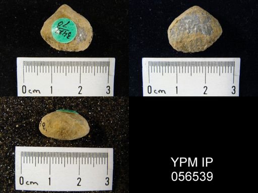 Uncinulus sp.