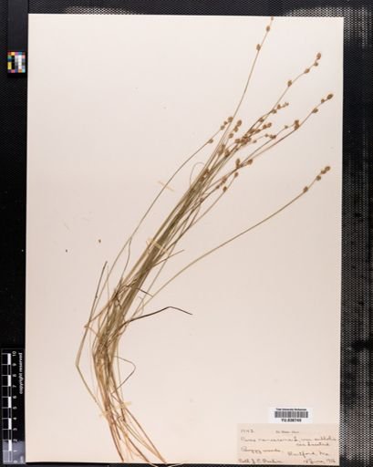 Plantae
