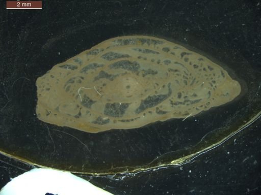 Pseudoschwagerina texana