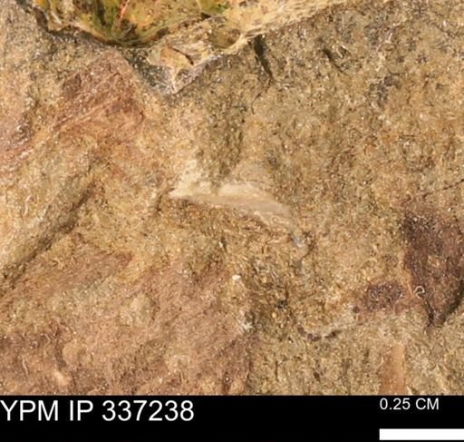 undet. Mollusca