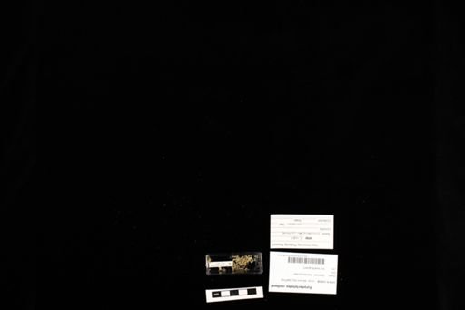 Eurydactylodes vieillardi