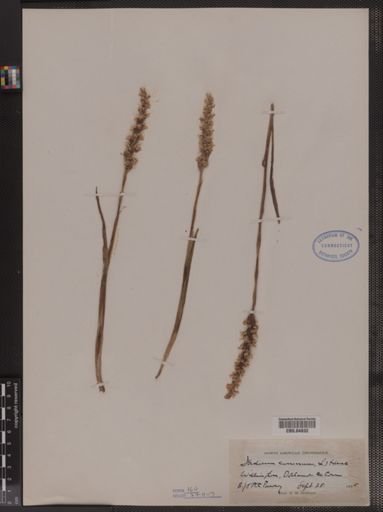 Ibidium cernuum