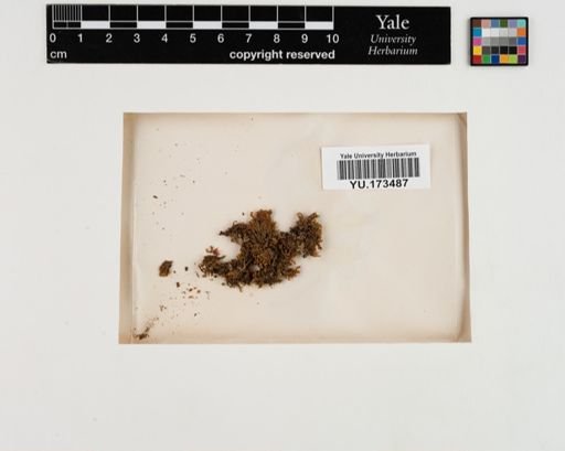 Plantae