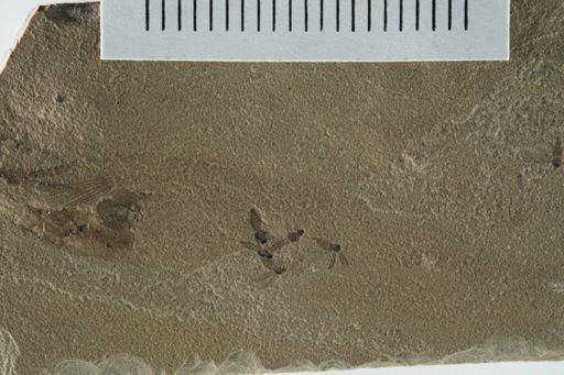 undet. Coleoptera