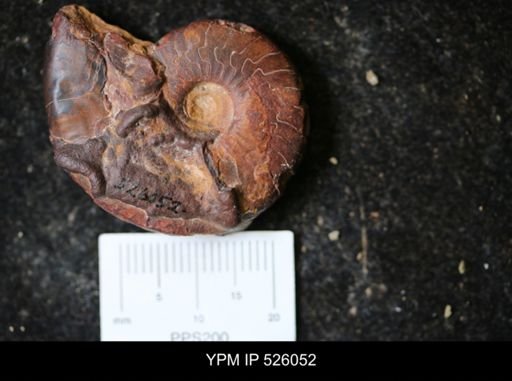 undet. Goniatitina