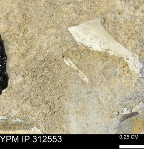 undet. Mollusca
