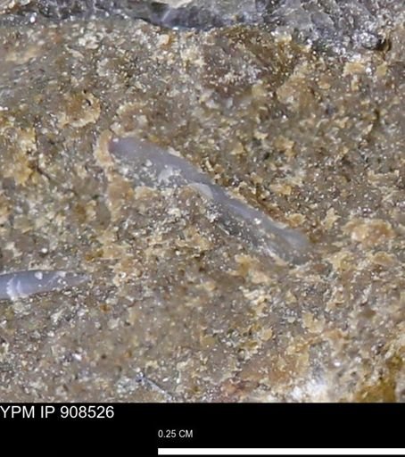undet. Mollusca