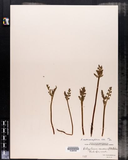 Botrychium