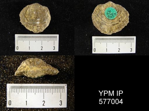 Atrypa hystrix occidentalis