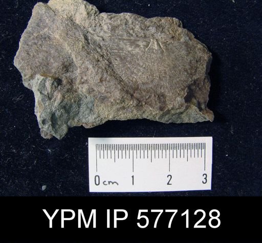 Nervostrophia sp.