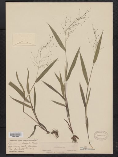 Panicum boreale