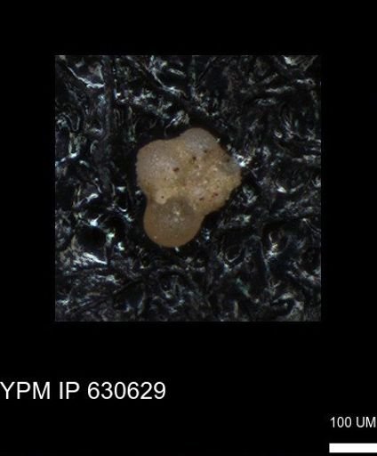 undet. Rugoglobigerinidae