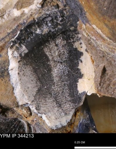 undet. Bivalvia