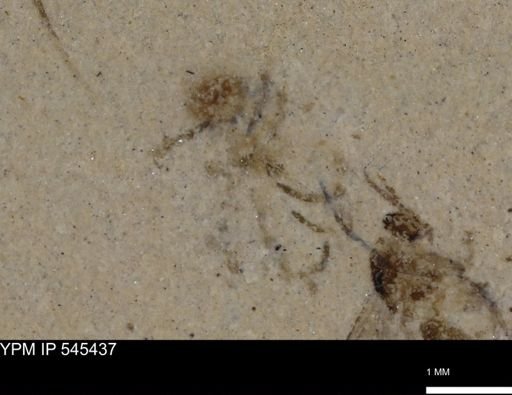 undet. Arachnida