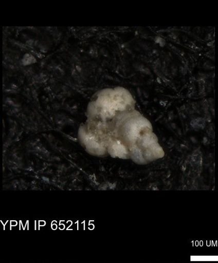 undet. Heterohelicidae