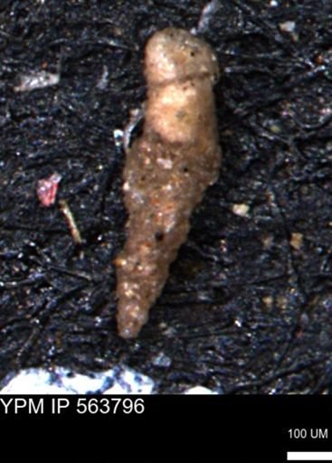 Verneuilinoides hectori