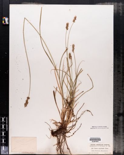 Carex spicata