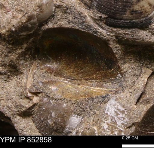 Limopsis striatopunctatus