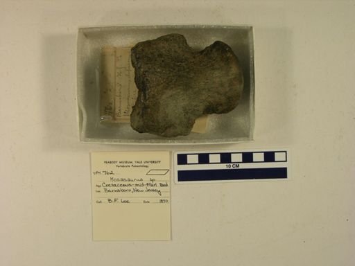 Mosasaurus