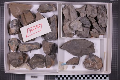 mixed taxa, stratigraphic collection