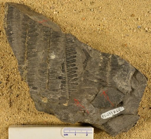 Pecopteris sp.