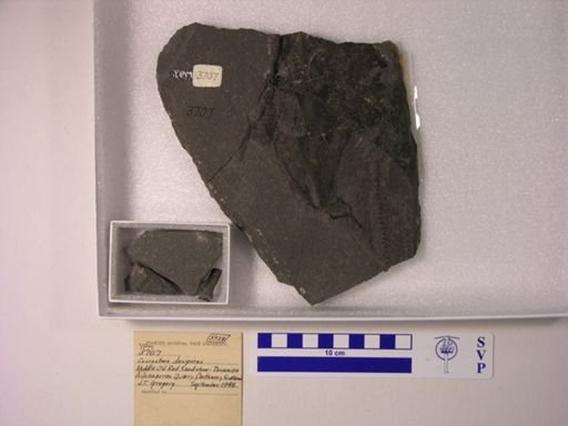 Coccosteus decipiens