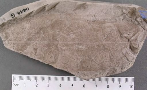 Diospyros primaeva