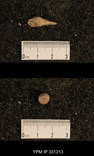 Meekospira sp.