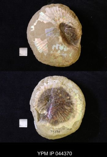 Jeletzkytes nebrascensis
