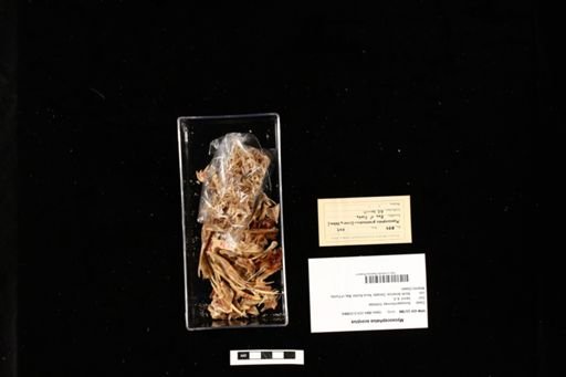 Myoxocephalus scorpius