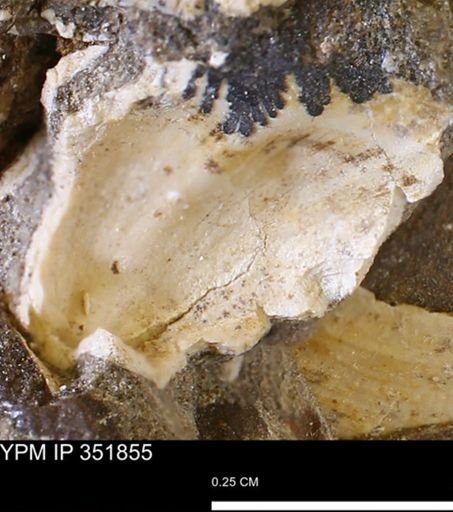 undet. Bivalvia