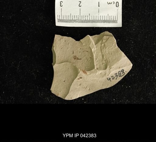 undet. Hexapoda