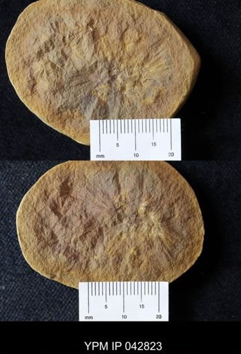 Palaeocampa anthrax