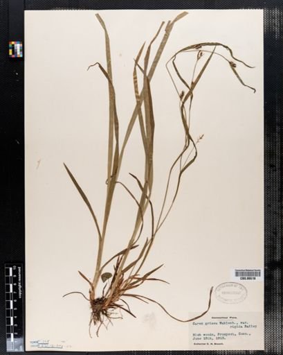 Carex grisea