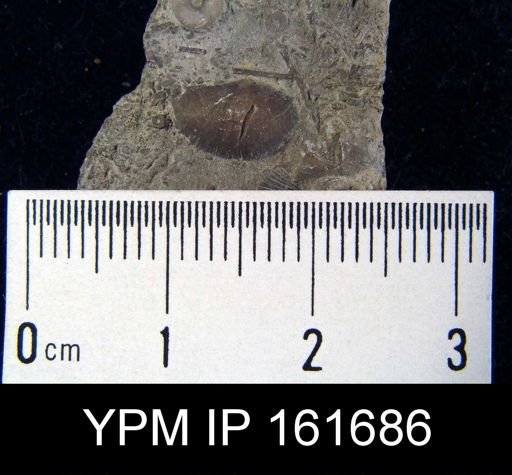 Plectambonites glabra