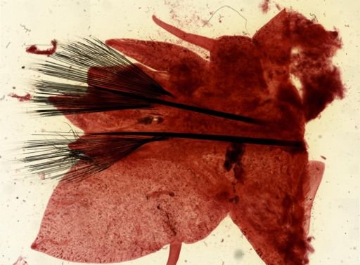 Alitta virens