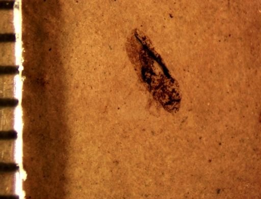 undet. Cicadellidae