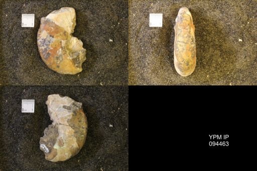 Hoploscaphites nicolletii