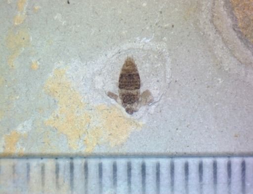 undet. Coleoptera