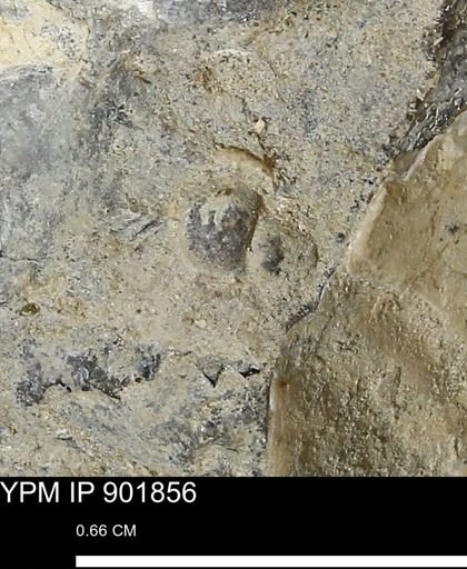 undet. Gastropoda