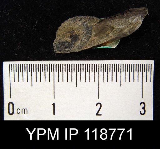 Schizocrania sp.