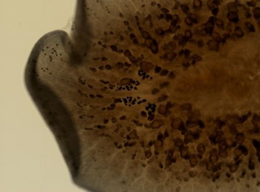 Pleioplana atomata