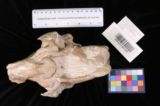 Subdesmatochoerus shannonensis