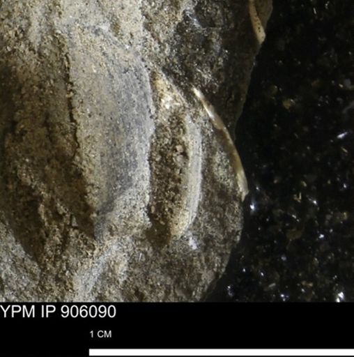 Limopsis striatopunctatus