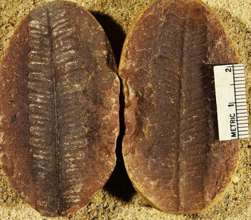 Pecopteris sp.
